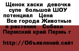 Щенок хаски, девочка супе, большой ШОУ потенциал › Цена ­ 50 000 - Все города Животные и растения » Собаки   . Пермский край,Пермь г.